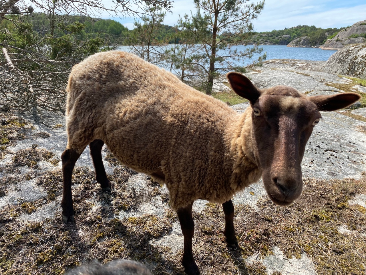 A Sheep Video